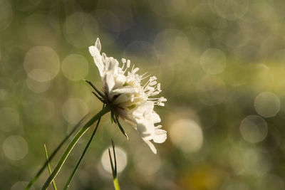 Close-up of white flowering plant