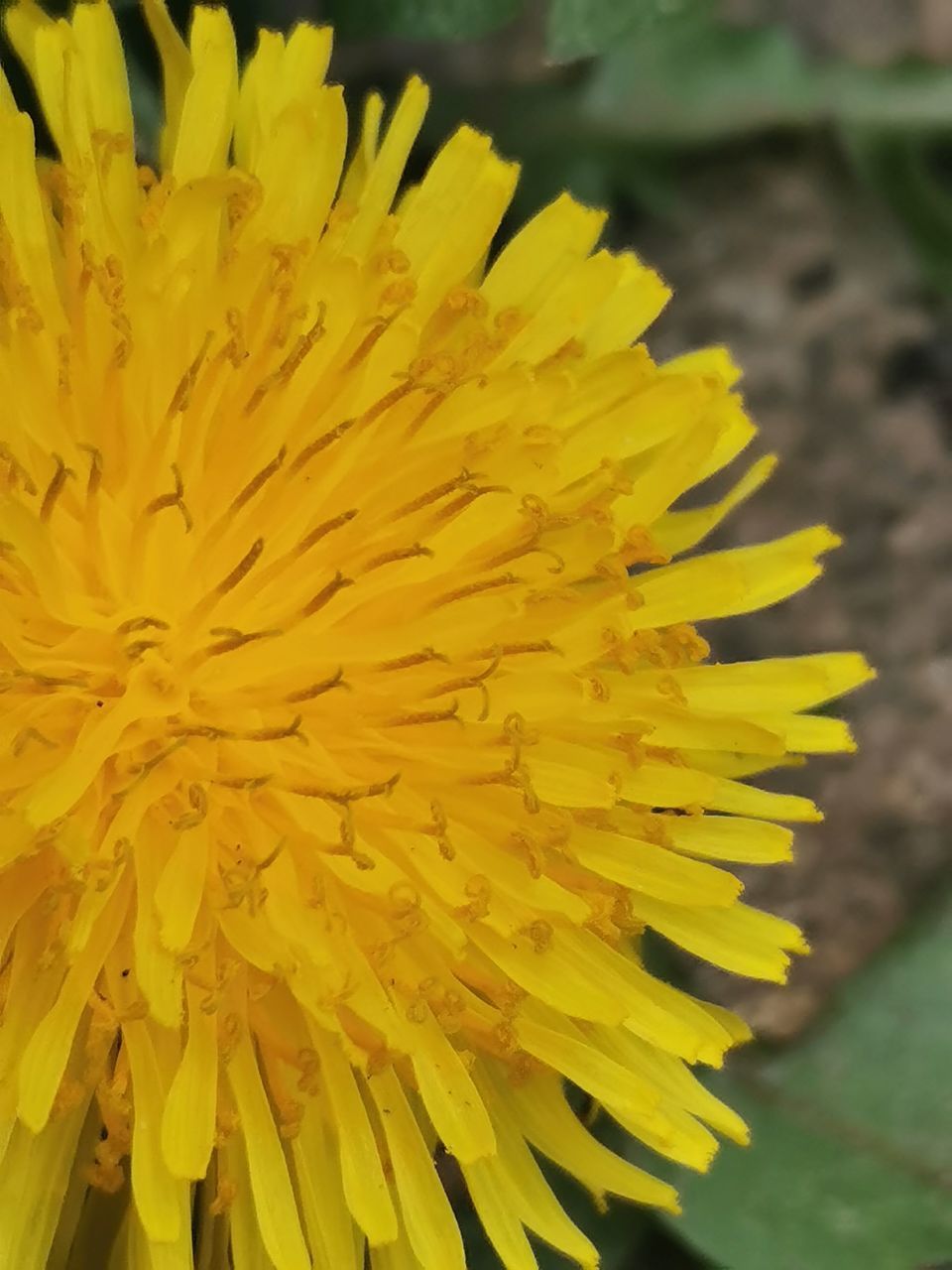 CLOSE-UP OF YELLOW FLOWER HEAD