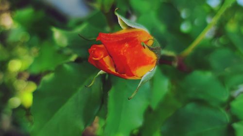 Close-up of red rose