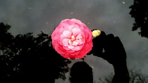 Close-up of pink flowers