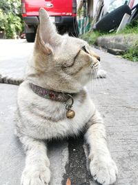 Close-up of dog on street