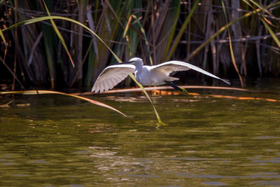 Bird flying over lake