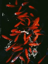 Close-up of red flowers