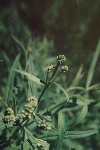 Close-up of flowering plant on land