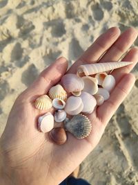 Cropped hand holding shells