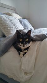 Portrait of cat relaxing on bed at home