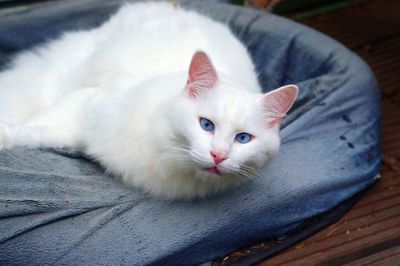 Close-up portrait of cat