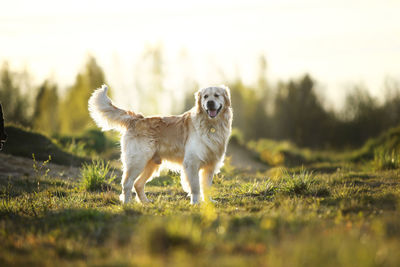 Dog running in field