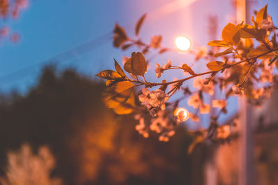 Low angle view of flowering plant against sky during sunset