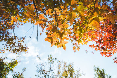 Low angle view of autumnal trees against sky