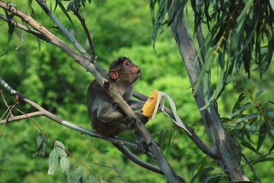 Monkey sitting on tree branch