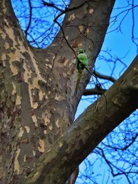 Low angle view of bird perching on tree