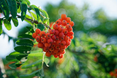 Close-up of red berries growing on tree