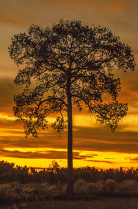 Silhouette tree on field against orange sky