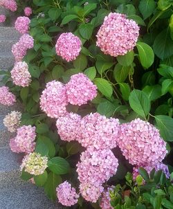 High angle view of pink flowering plants