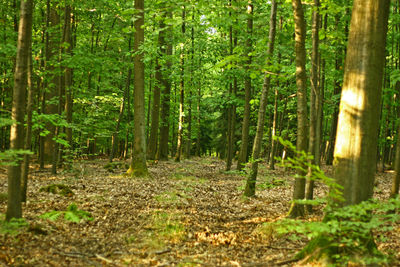 Pine trees in forest