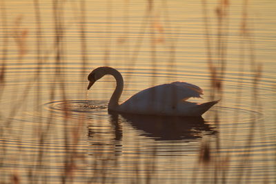 View of swan swimming in lake