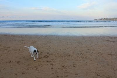 Dog on beach against sky