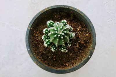 High angle view of small potted plant in pot