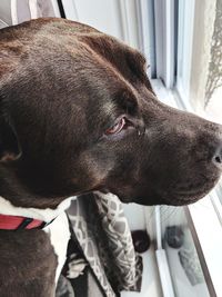 Close-up of a dog looking away