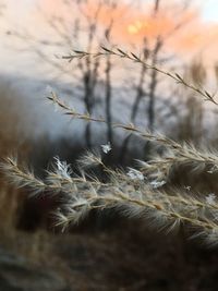 Close-up of plant against blurred background