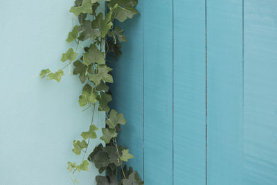 Close-up of green plant against blue wall