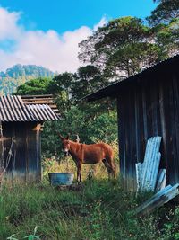 Horse on field against sky