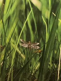 Close-up of butterfly on grass