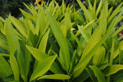 Full frame shot of green leaves