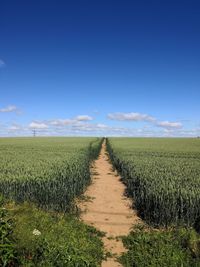 Blue sky crop field 