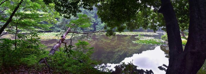 Scenic view of forest