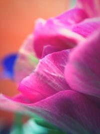 Close-up of pink flower