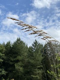 Low angle view of plants and trees against sky