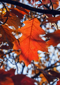 Close-up of maple leaves on tree