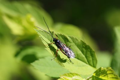 Close-up of insect on leaf