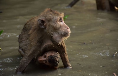 Close-up of monkey sitting in water