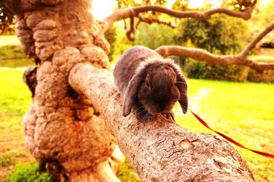 Close-up of monkey on tree trunk