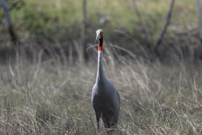 Close-up of swan on grass