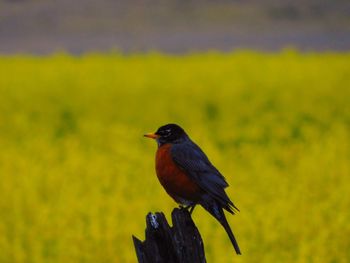 Close-up of bird perching outdoors