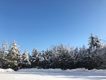 Snow covered trees against clear blue sky