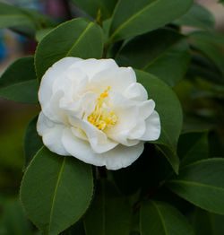 Close-up of white rose