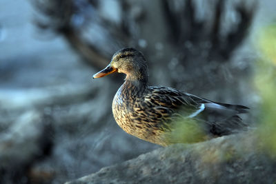 Close-up of a bird