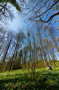 Low angle view of trees against sky