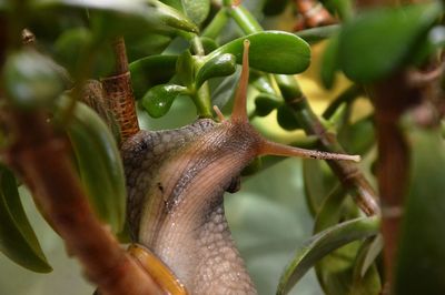 Close-up of snail on plant