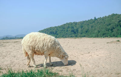 Sheep grazing on field against clear sky