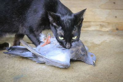 Close-up of cat eating