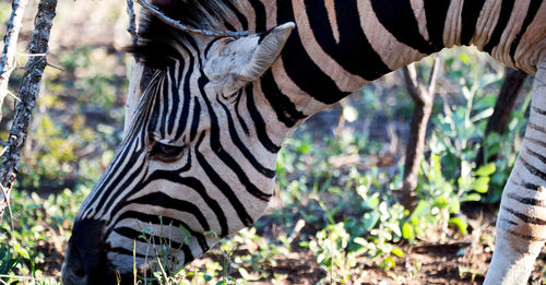 Close-up of zebras in forest