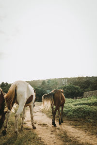 Horses standing in ranch against clear sky