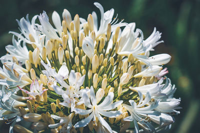 Close-up of white flowering plant