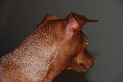 Close-up of dog against gray background